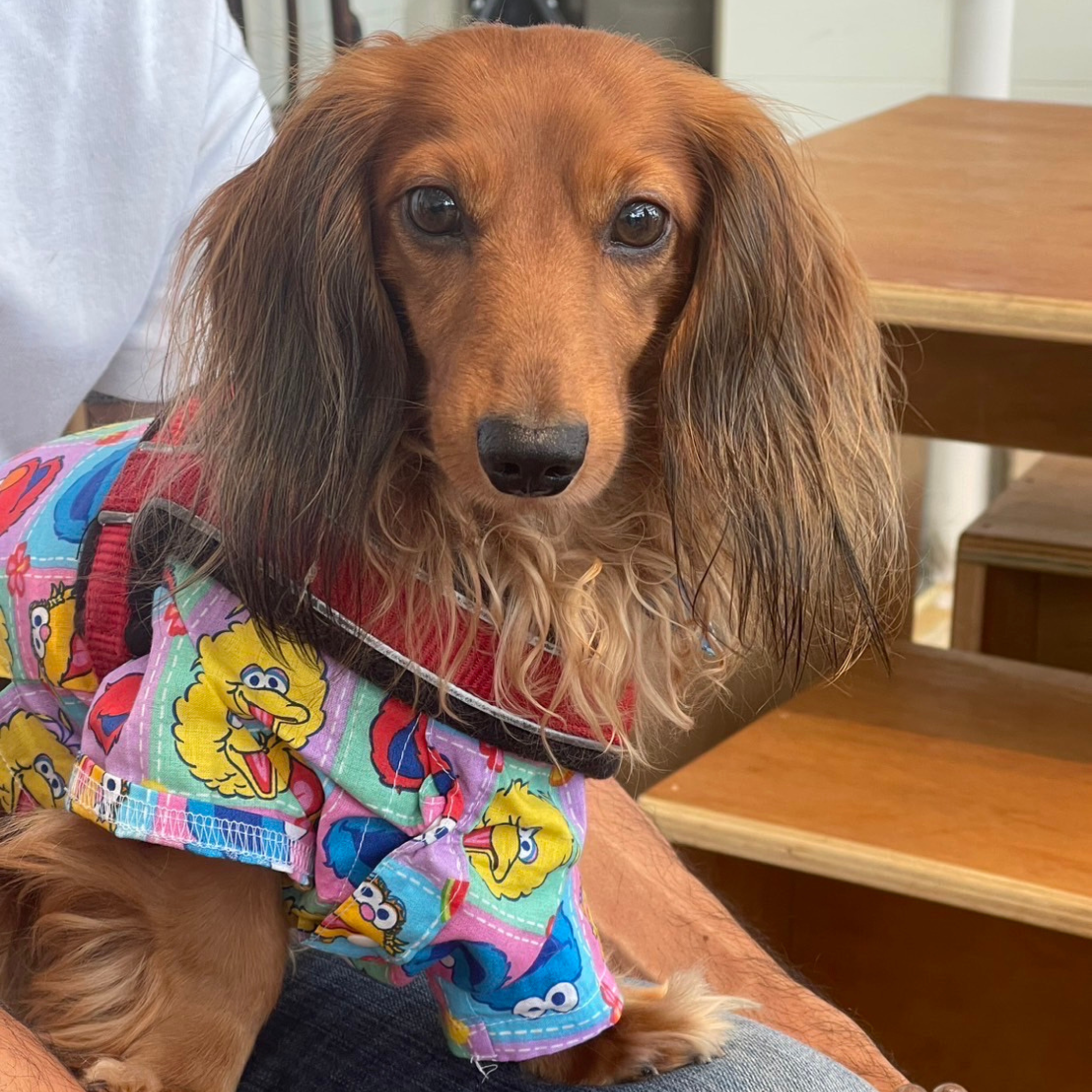 A photo of his dog wearing clothes